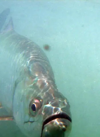 Mosquito Lagoon Tarpon